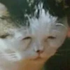 Cat’ cats 6