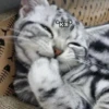 cats🐱 5