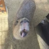 Capybara's world 5