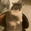 cats🐱 6