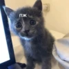 cats🐱 7