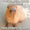 Capybara's world 7