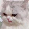 cats🐱 9