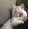 Cat’ cats 11