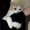 Kitty 4 8