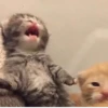 Kitty 4 9