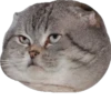 cat_and_gatos 6