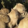 Capybara's world 9