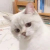 cats🐱 10
