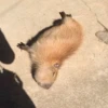 Capybara's world 11