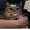 cats🐱 11