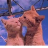 cats🐱 13