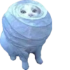 cat_and_gatos 7