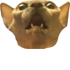 cat_and_gatos 8