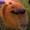 Capybara's world 13