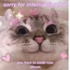 Cat’ cats 16