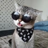 cats🐱 14