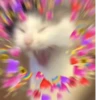 Cat’ cats 17