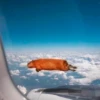 Capybara's world 14