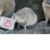 Capybara's world 15