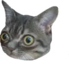cat_and_gatos 9