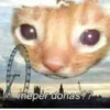 Cat’ cats 18