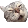 cat_and_gatos 10