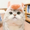 cats🐱 15