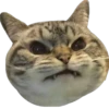 cat_and_gatos 11