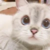 cats🐱 17