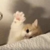 Kitty 4 13
