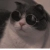 Cat’ cats 20