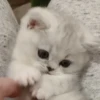 Kitty 4 14