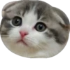 cat_and_gatos 12