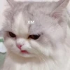 cats🐱 19