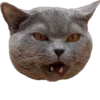 cat_and_gatos 13