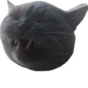 cat_and_gatos 14