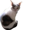 cat_and_gatos 15