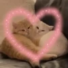 Kitty 4 16