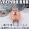 Capybara's world 22