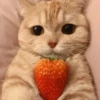 cats🐱 22