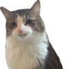 cat_and_gatos 17