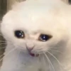 Cat’ cats 26
