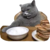cat_and_gatos 18
