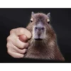 Capybara's world 23