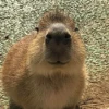 Capybara's world 24