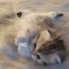 лю