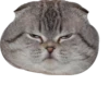 cat_and_gatos 19