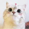 cats🐱 24