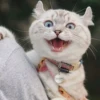 cats🐱 26